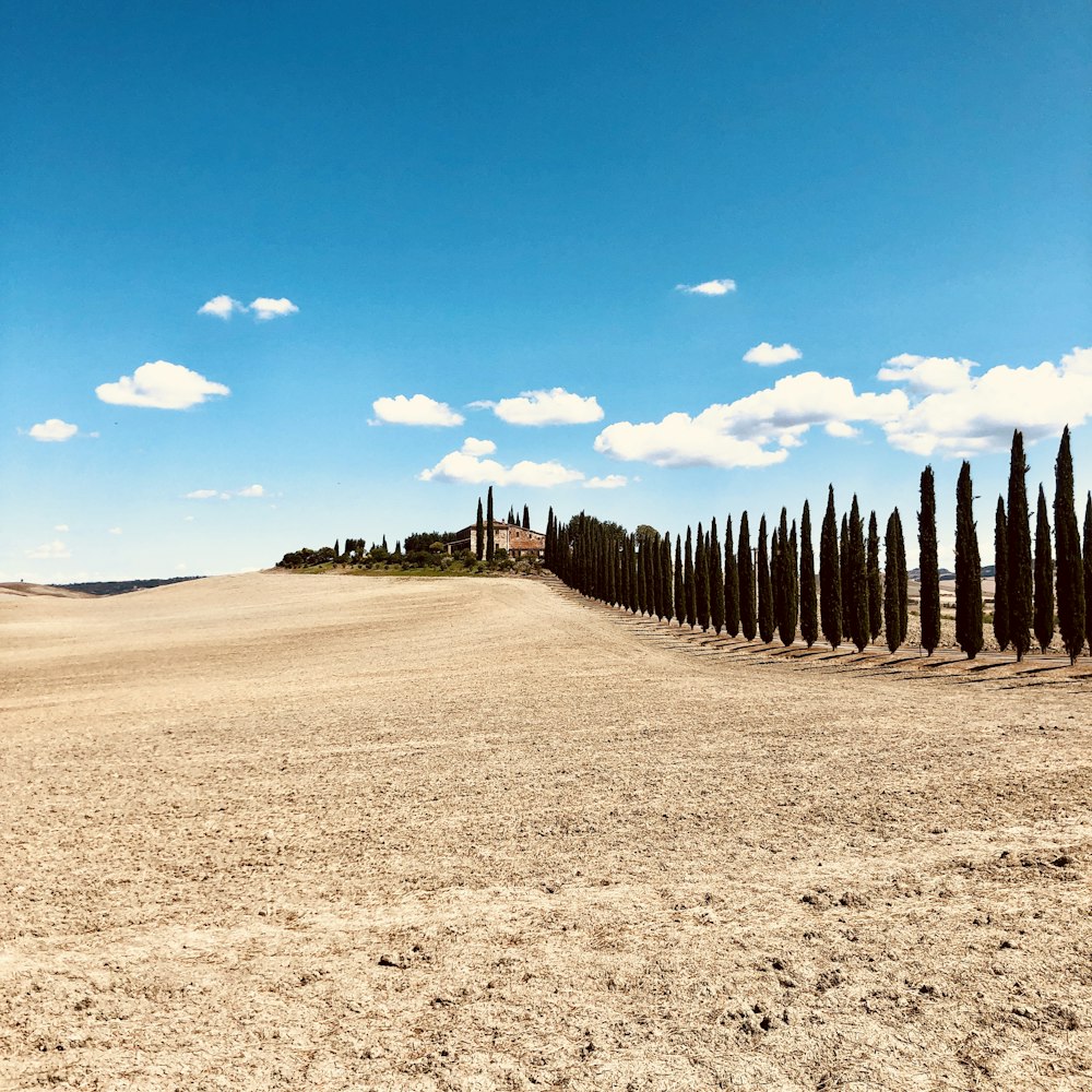 a row of trees in the middle of a desert