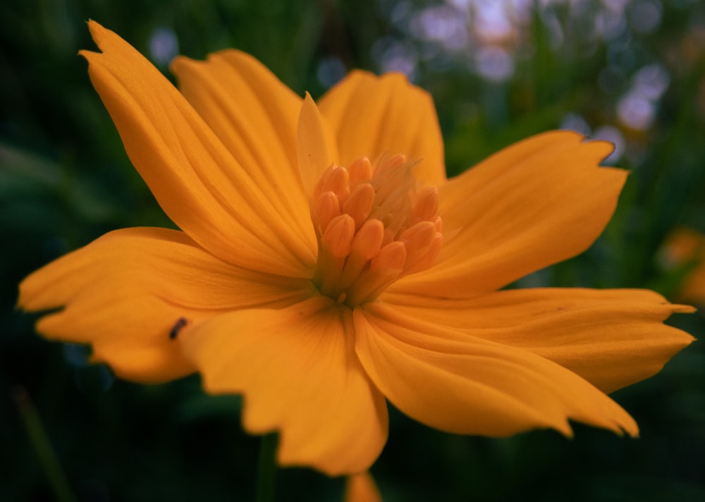 a close up of a yellow flower with a blurry background