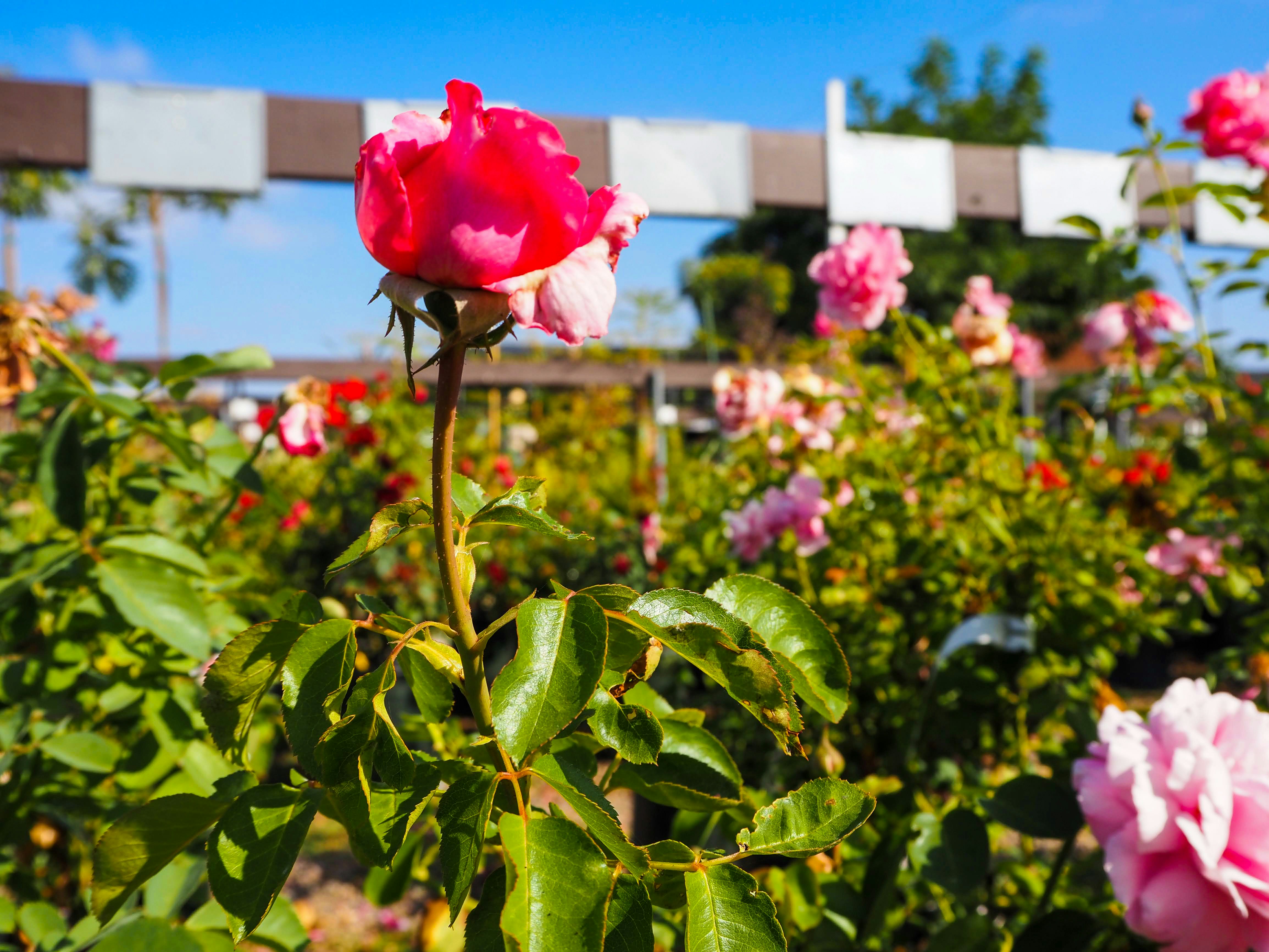 A pink rose is blooming in a garden photo – Free Flowers Image on Unsplash