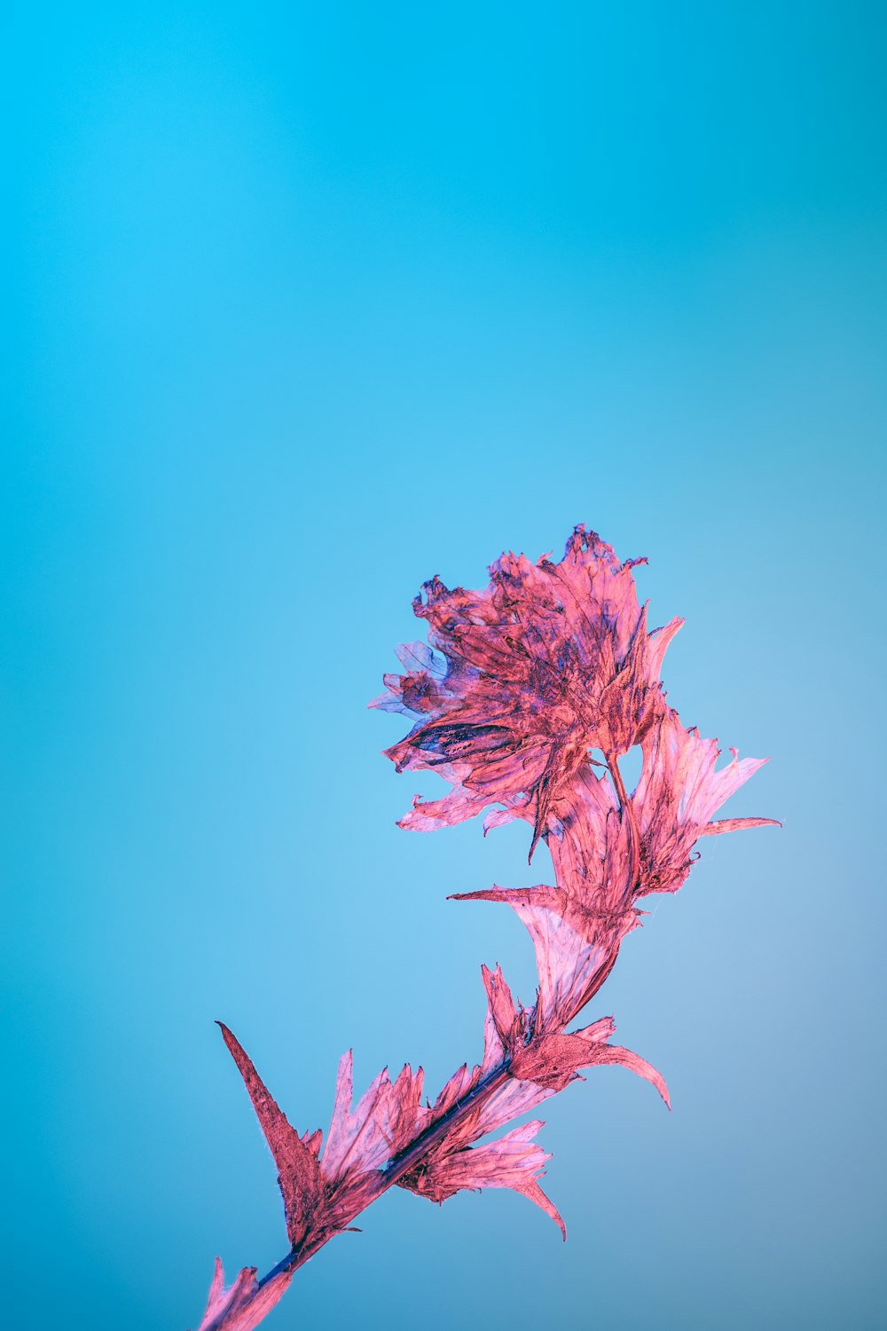 um close up de uma flor rosa com um céu azul no fundo