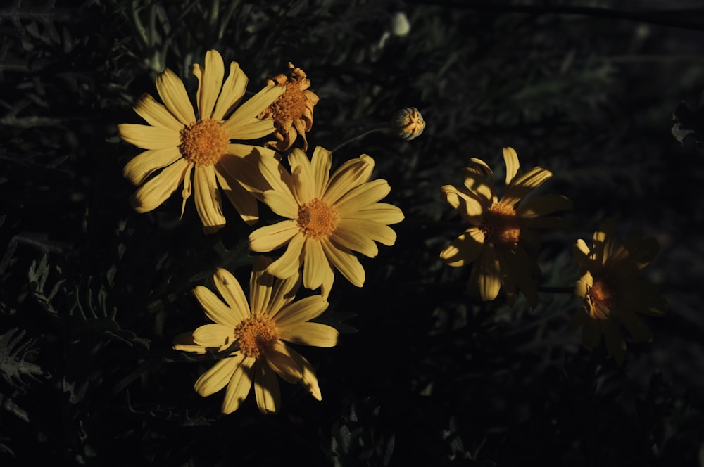 a group of yellow flowers sitting on top of a lush green field