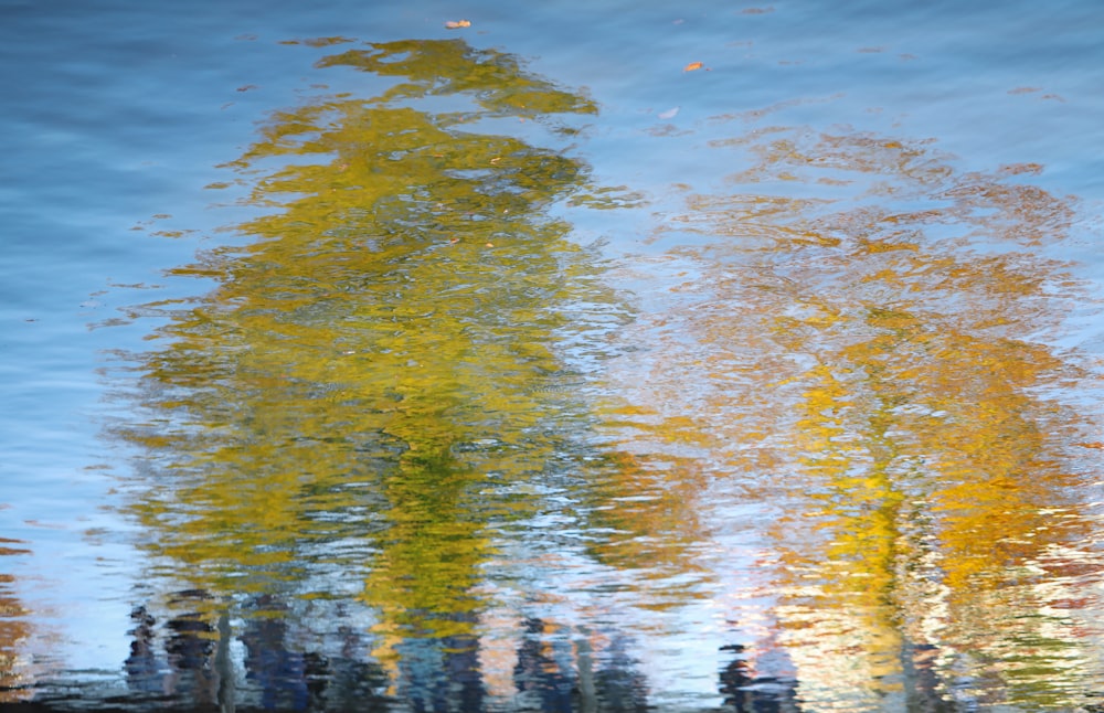 a group of trees reflected in a body of water