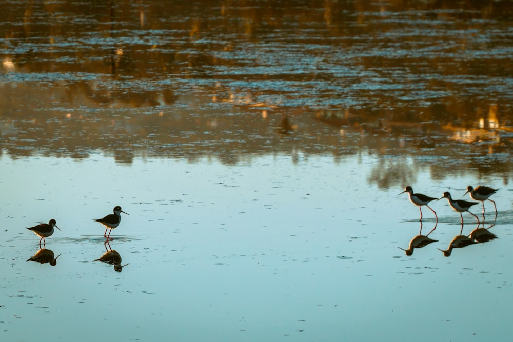 a group of birds walking across a body of water