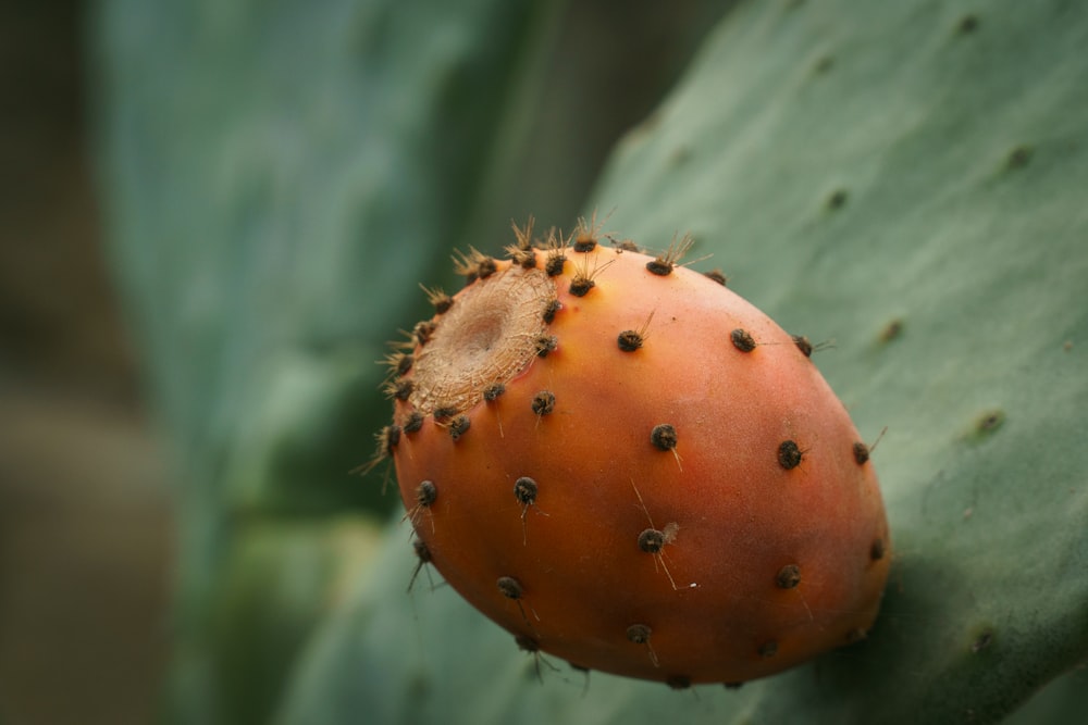 a close up of a cactus plant with lots of black dots on it