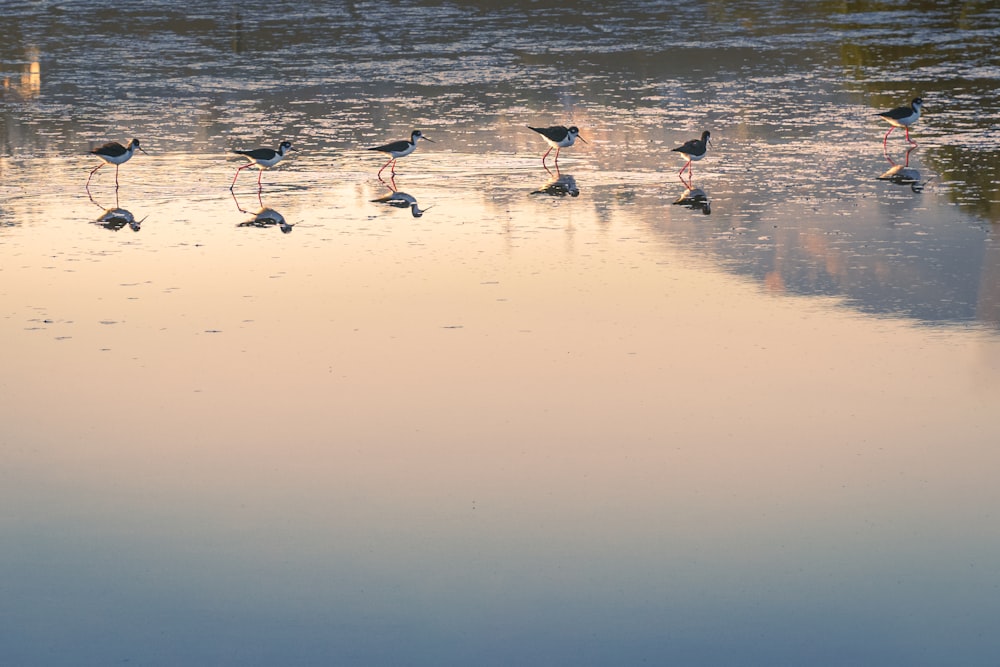 a flock of birds standing on top of a body of water