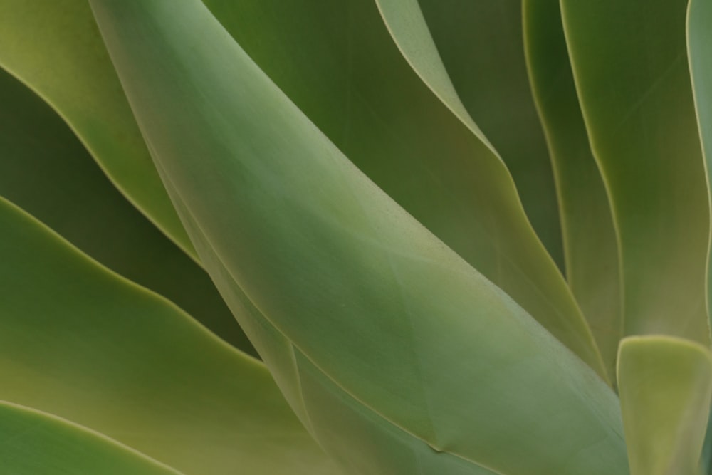 a close up view of a green plant