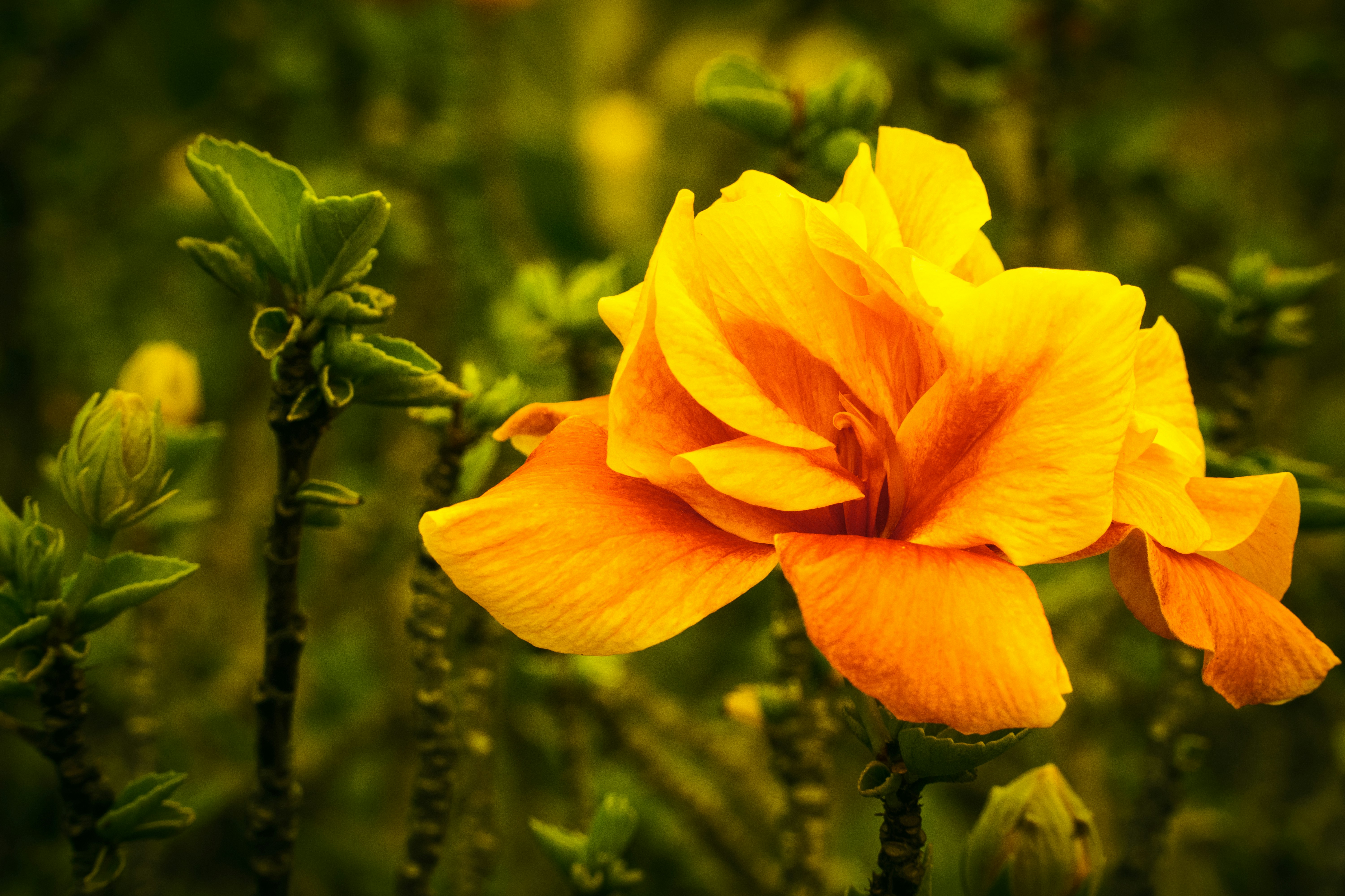 Photo by earl_plannerzone