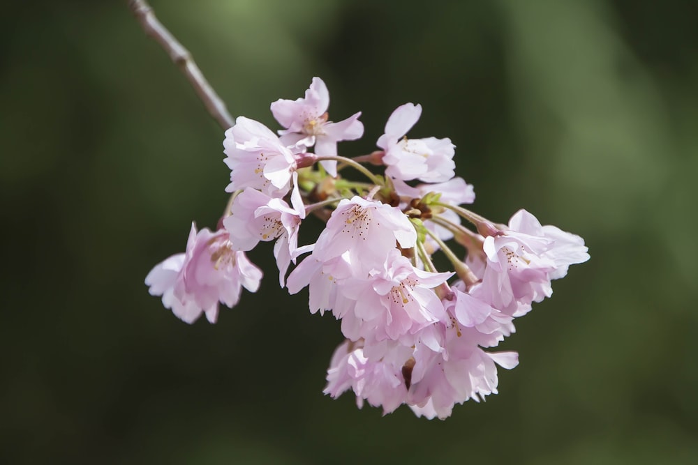 a close up of some pink flowers on a branch