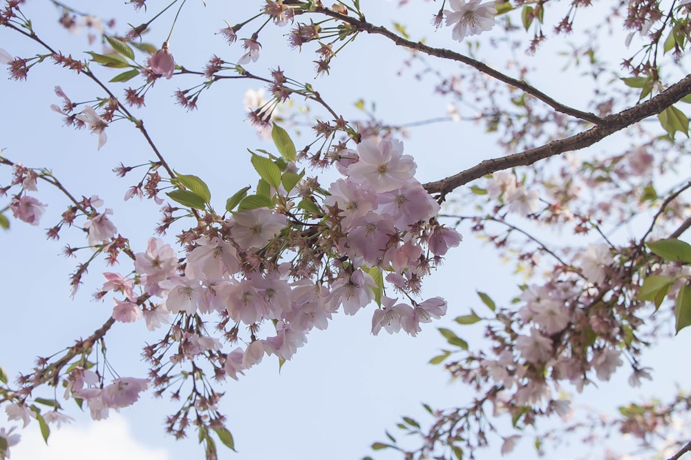 a branch of a tree with pink flowers