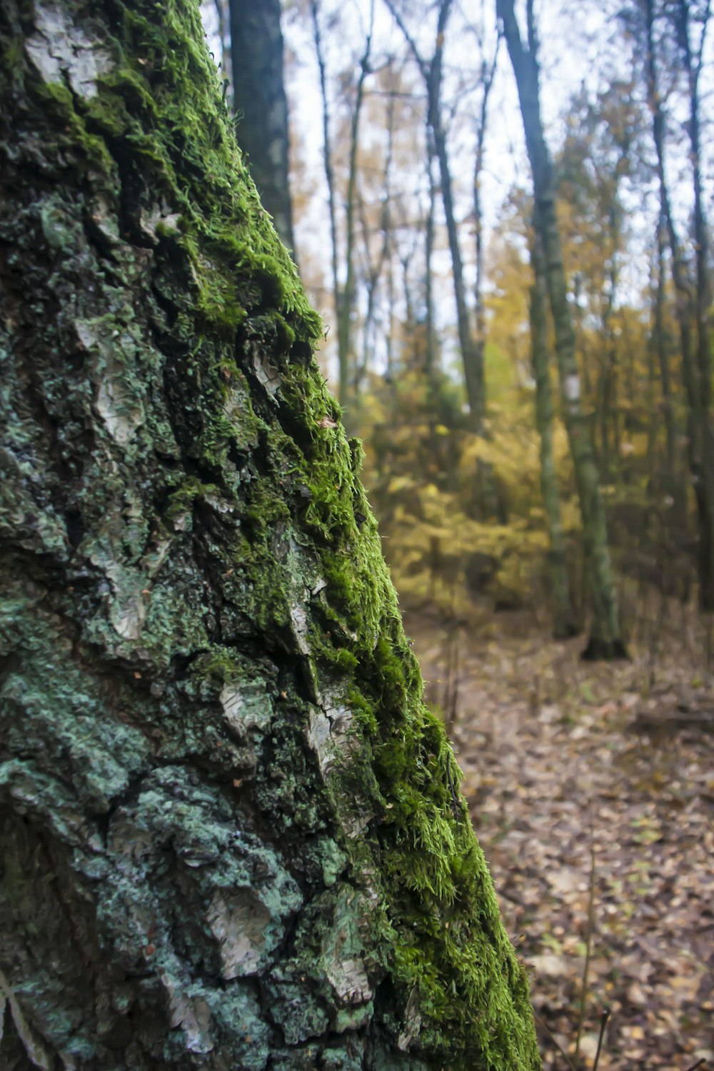 苔が生えている木の幹の接写