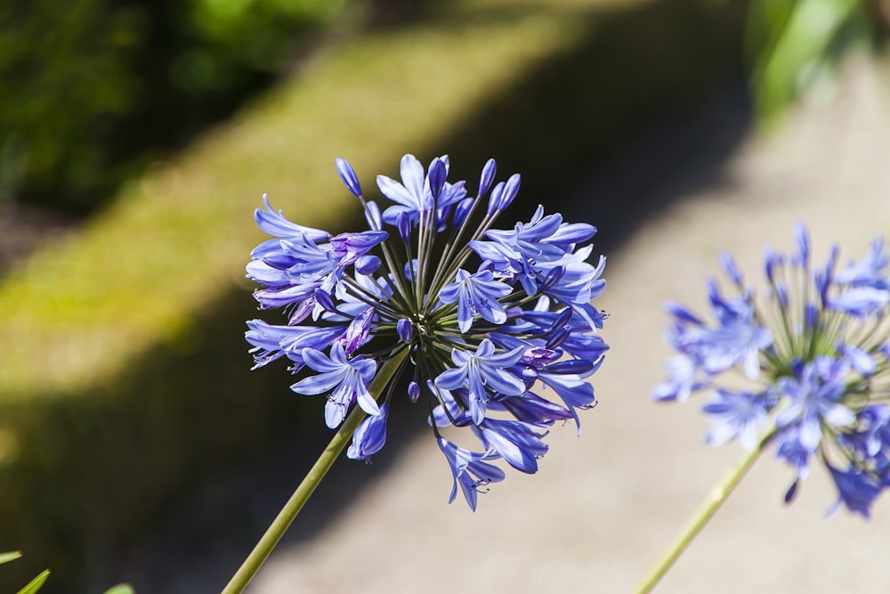 a close up of a blue flower on a sunny day