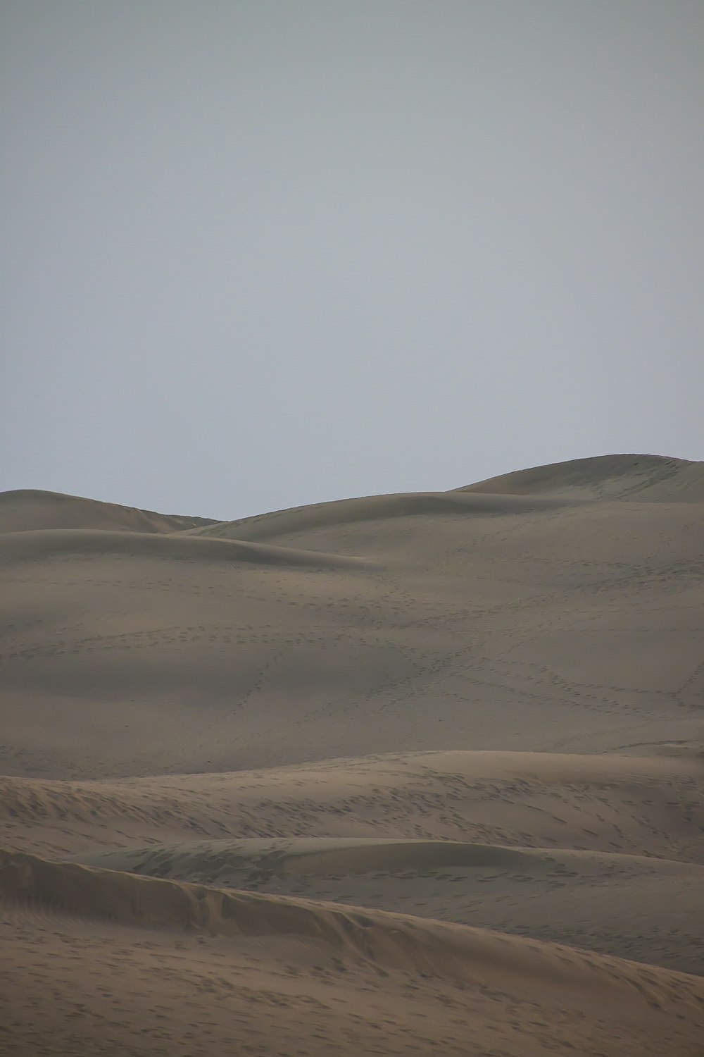 a lone tree in the middle of a desert