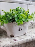 a potted plant sitting on top of a counter