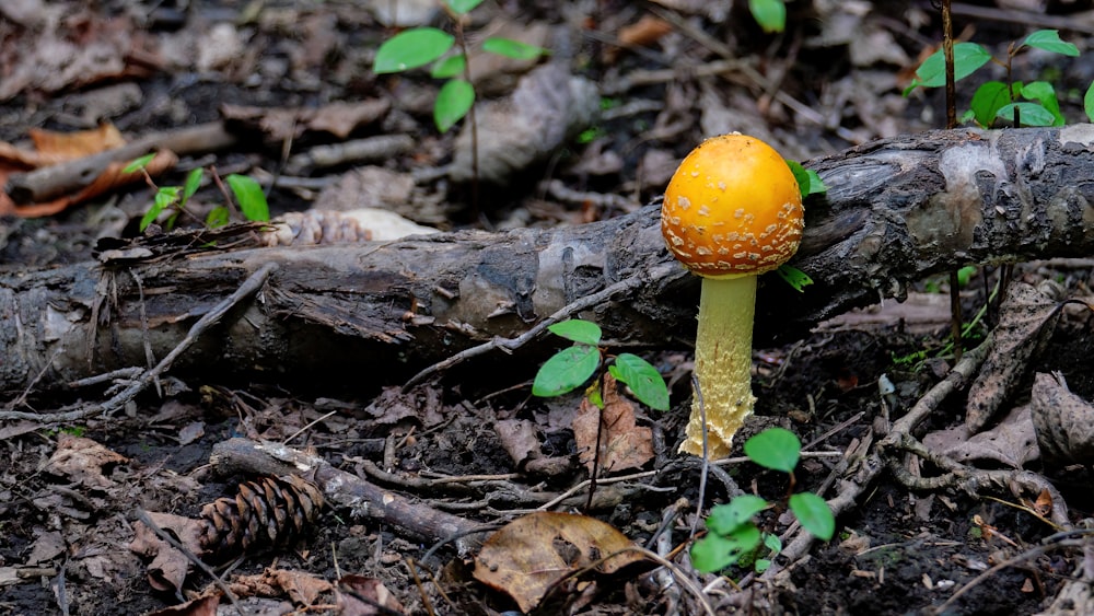 a yellow mushroom sitting on top of a forest floor