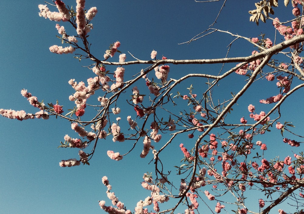 a tree with lots of pink flowers in front of a blue sky