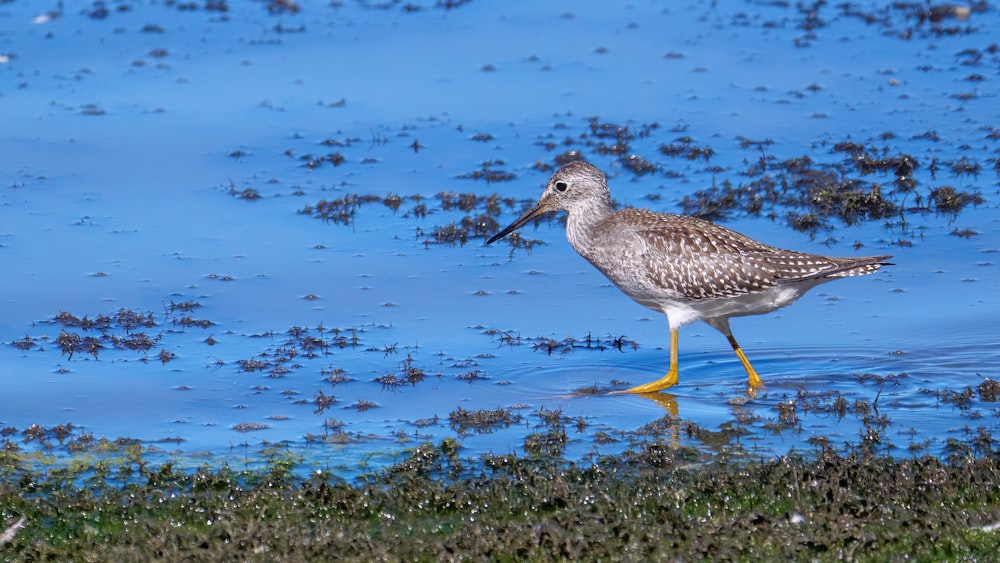 a bird is standing in the shallow water