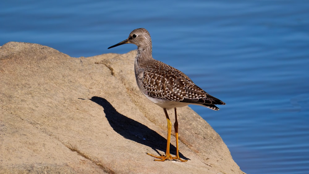 a bird is standing on a rock by the water