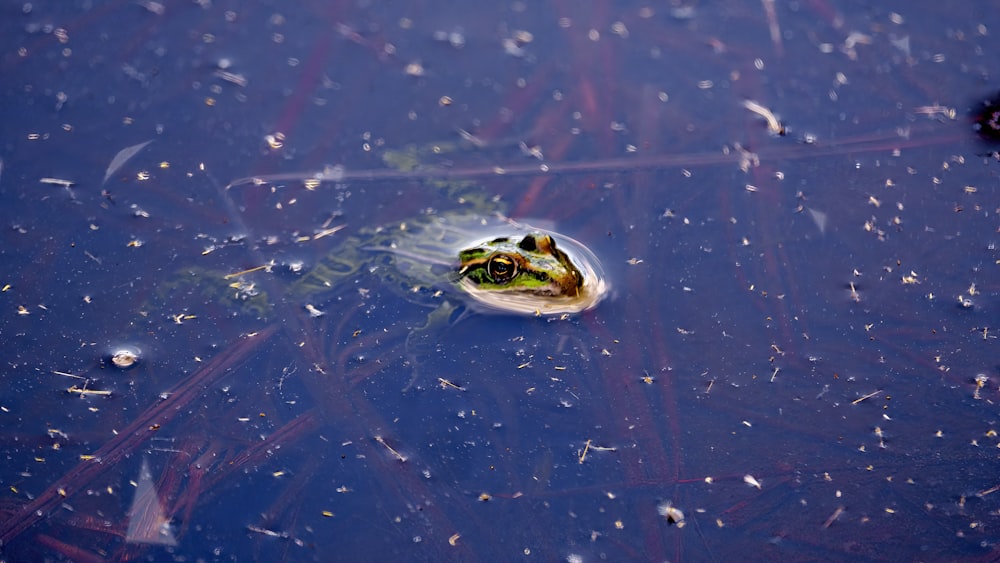 a frog that is sitting on a leaf in the water