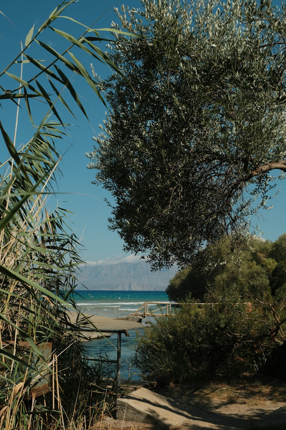 a view of a body of water with a tree in the foreground