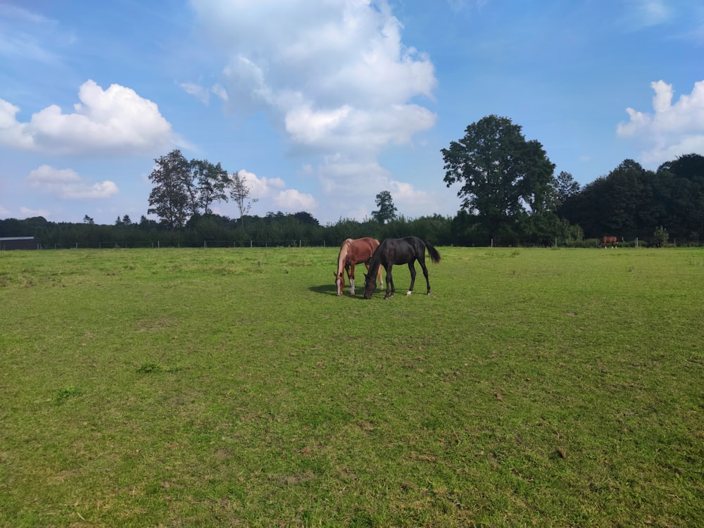 two horses are grazing in a large field