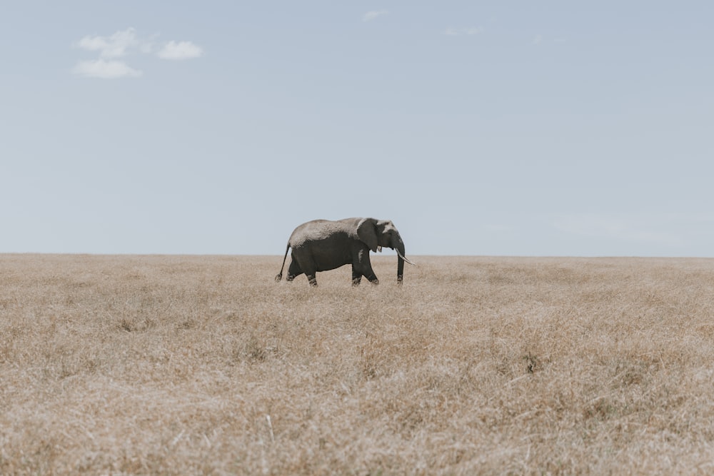 an elephant walking across a dry grass field