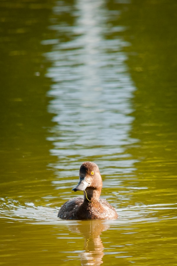 A duck swimming on top of a body of water