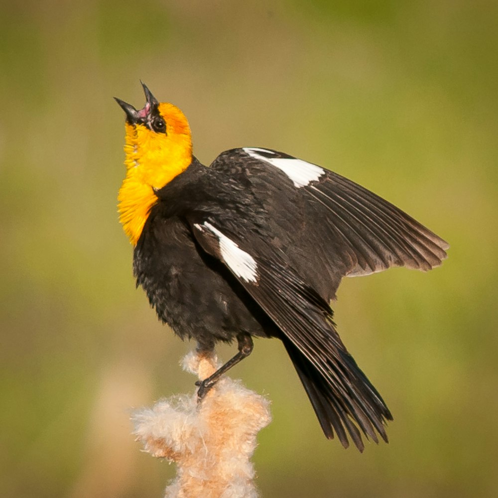 ein schwarz-weißer Vogel mit gelbem Kopf