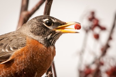 A close-up of a robin perched on a Peekwild smart birdhouse, with the garden softly blurred in the background.