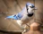 a blue and white bird perched on a branch