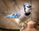 a blue and white bird perched on a branch