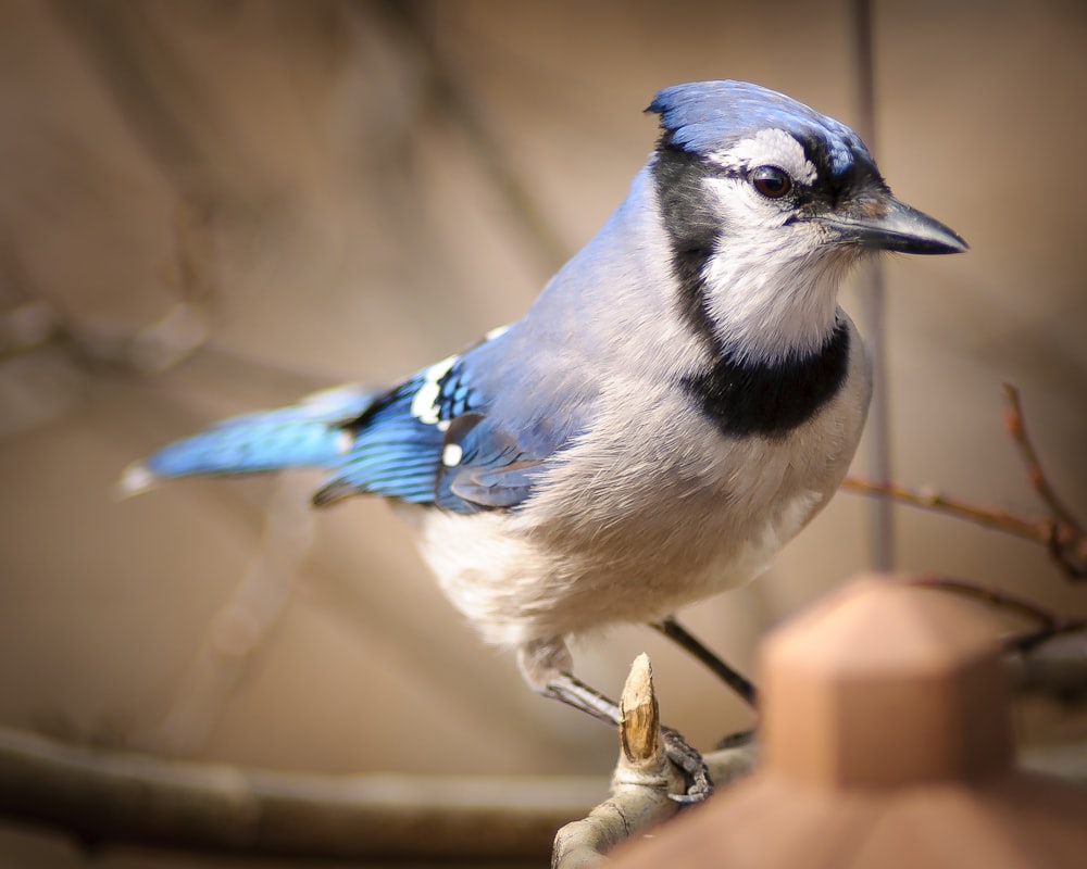 a blue and white bird perched on a branch