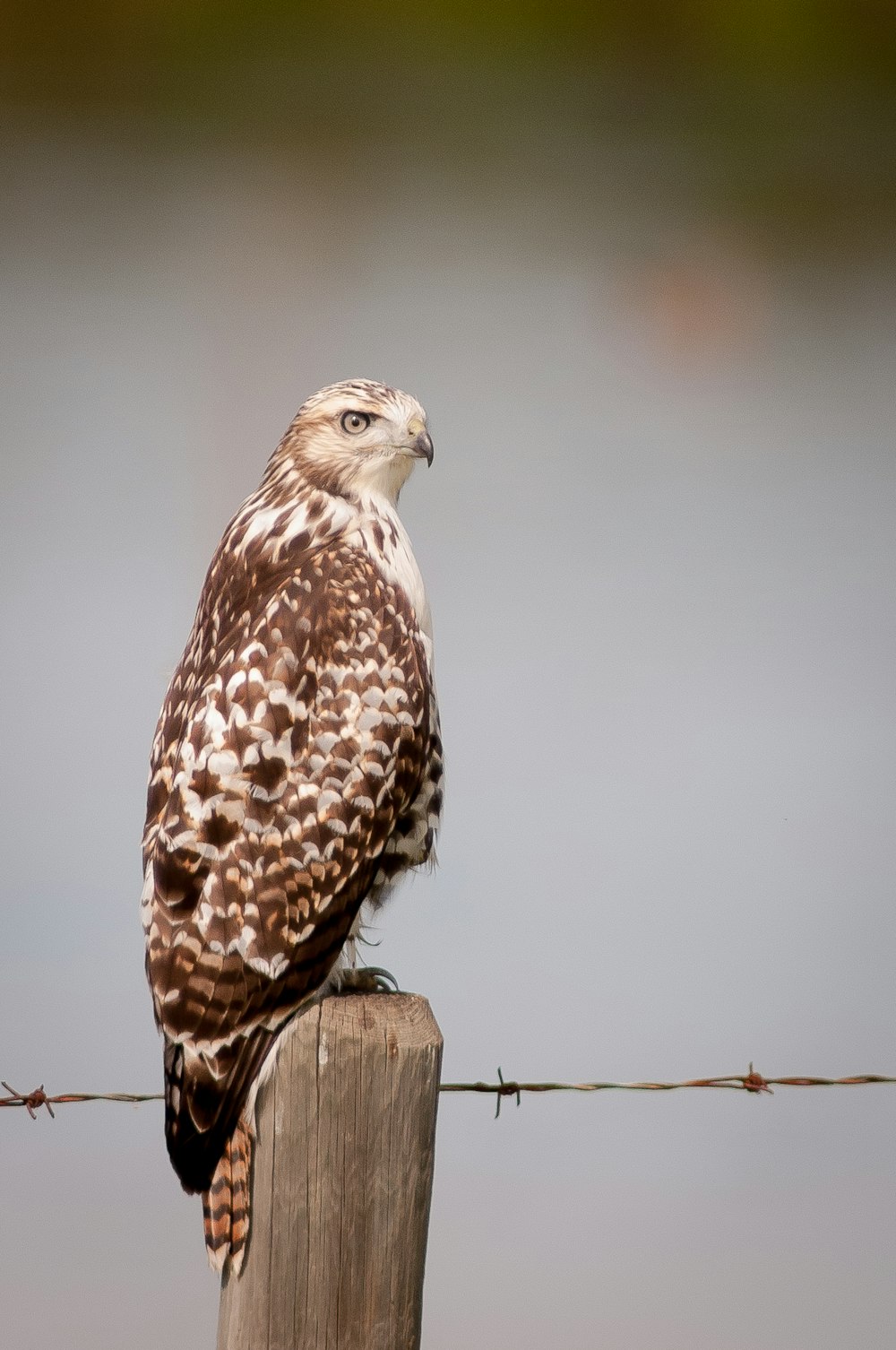 a brown and white bird sitting on top of a wooden post