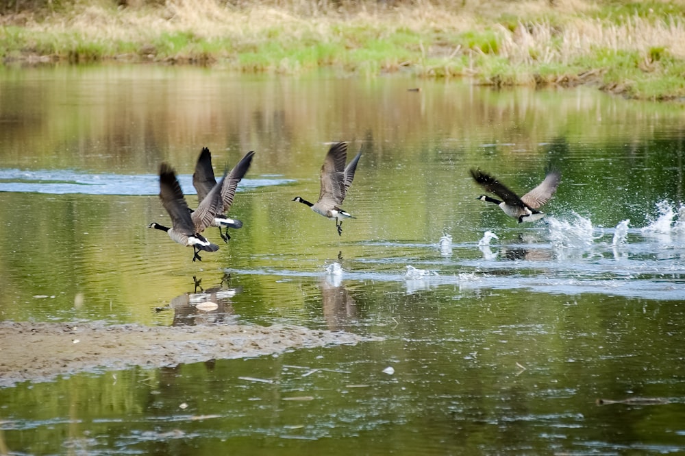 a flock of birds flying over a body of water