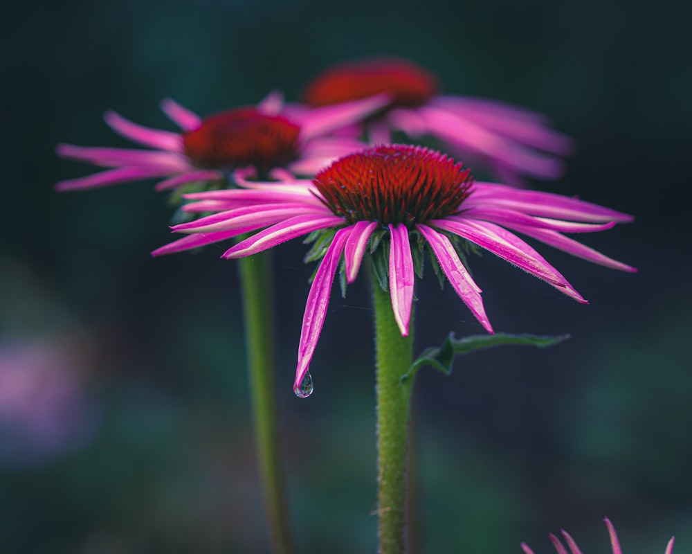 a close up of a flower with a blurry background