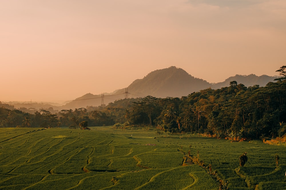 a lush green field with mountains in the background