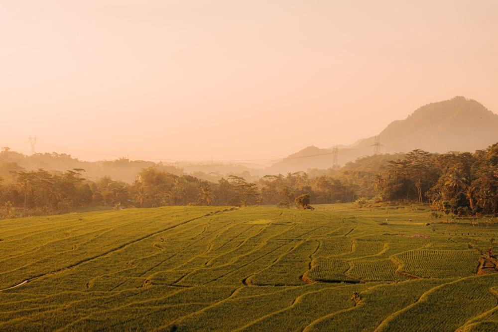 a green field with trees and mountains in the background