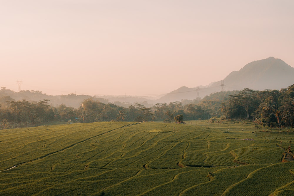 a lush green field with mountains in the background