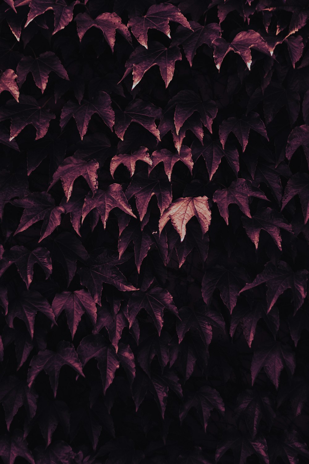 a bunch of leaves that are on a wall