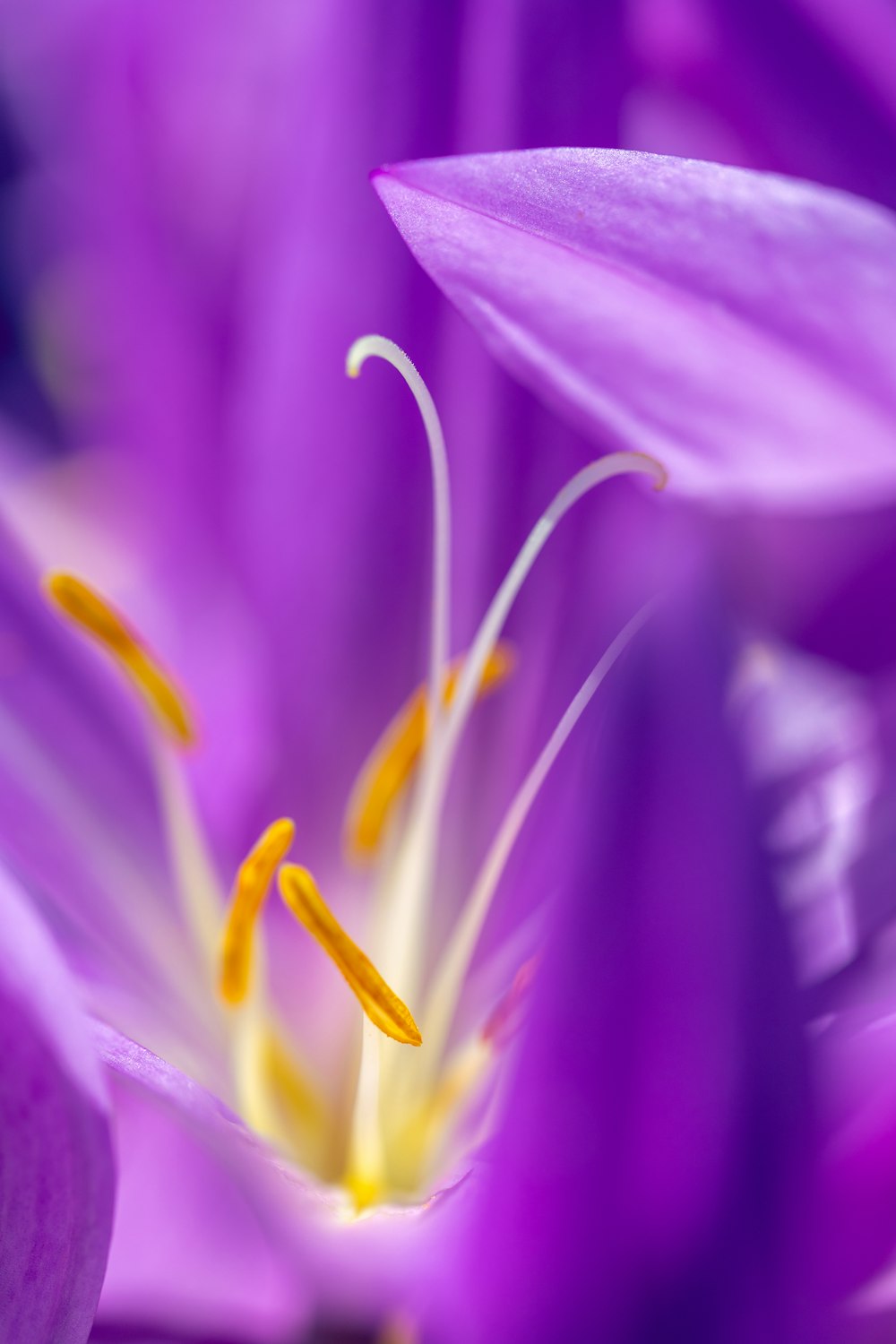 a close up of a purple flower with yellow stamen