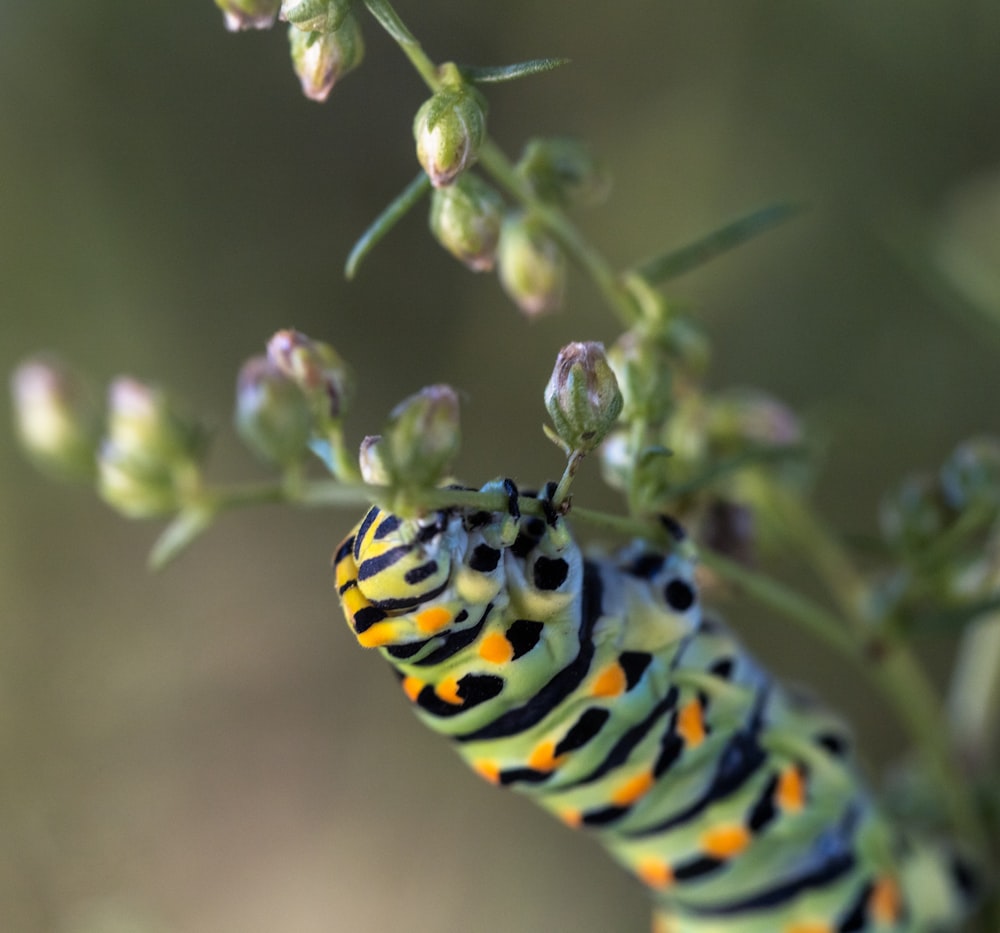 a close up of a caterpillar on a plant