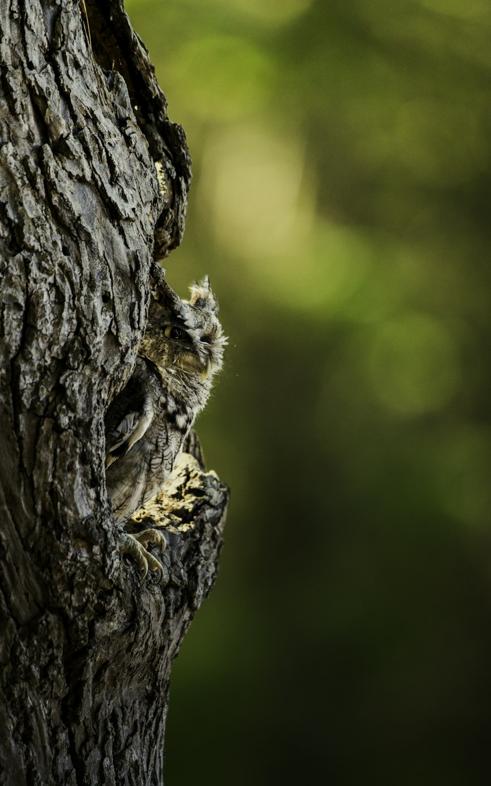 a small bird perched on top of a tree