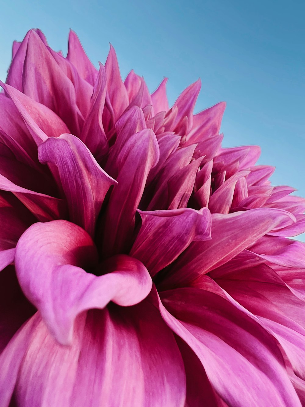 a close up of a pink flower with a blue sky in the background