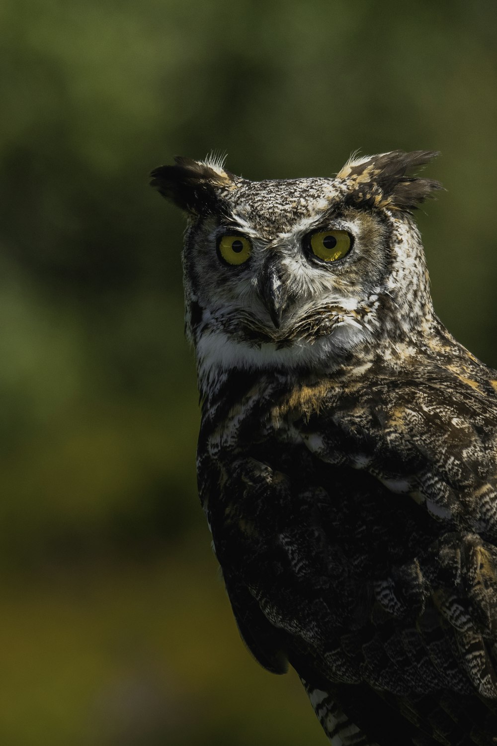 a close up of an owl with a blurry background