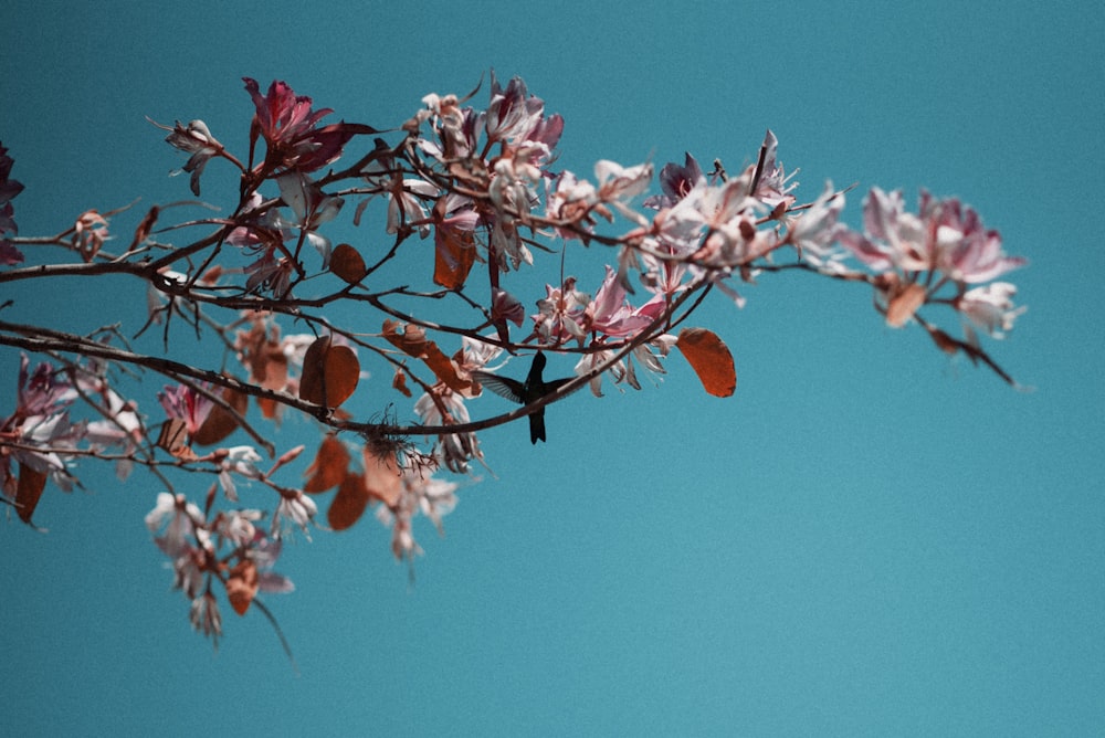 a branch with leaves and flowers against a blue sky