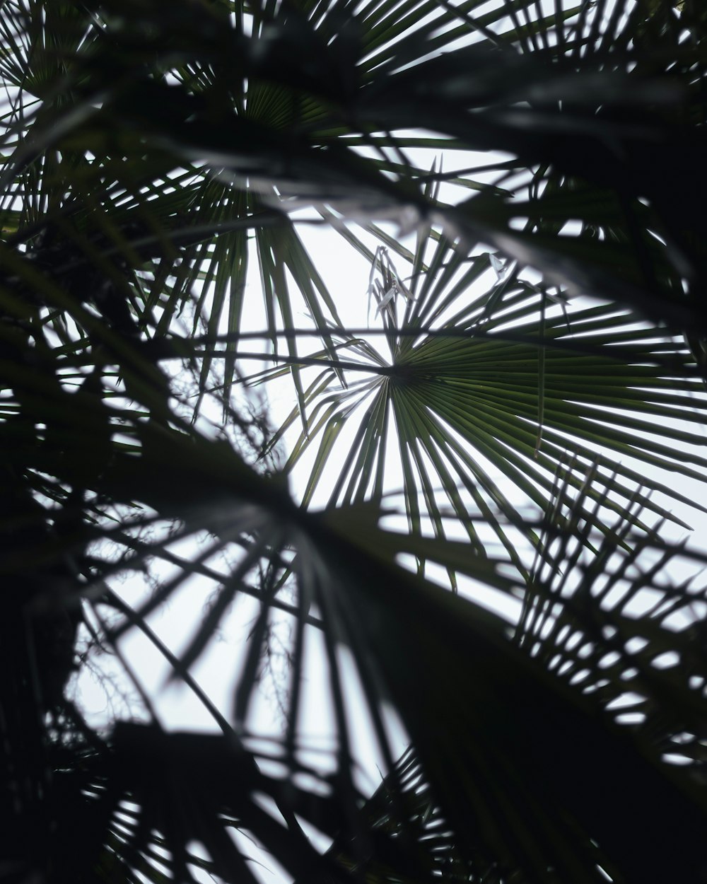 looking up at the leaves of a palm tree