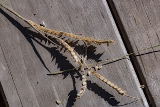 A beautiful display of senna meridionalis seeds on a wooden surface.
