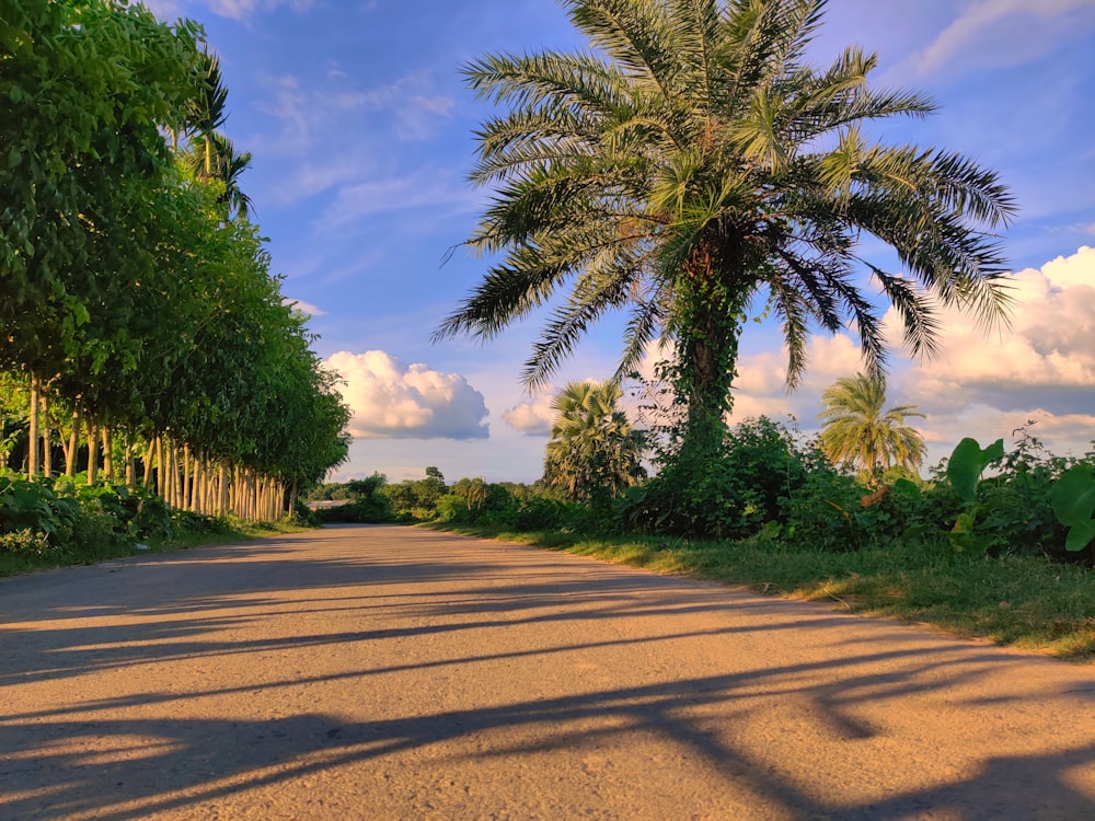 uma palmeira lança uma sombra na estrada