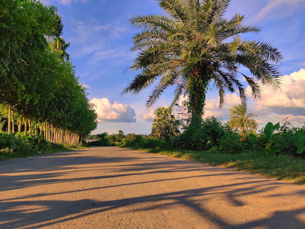 a palm tree casts a shadow on the road