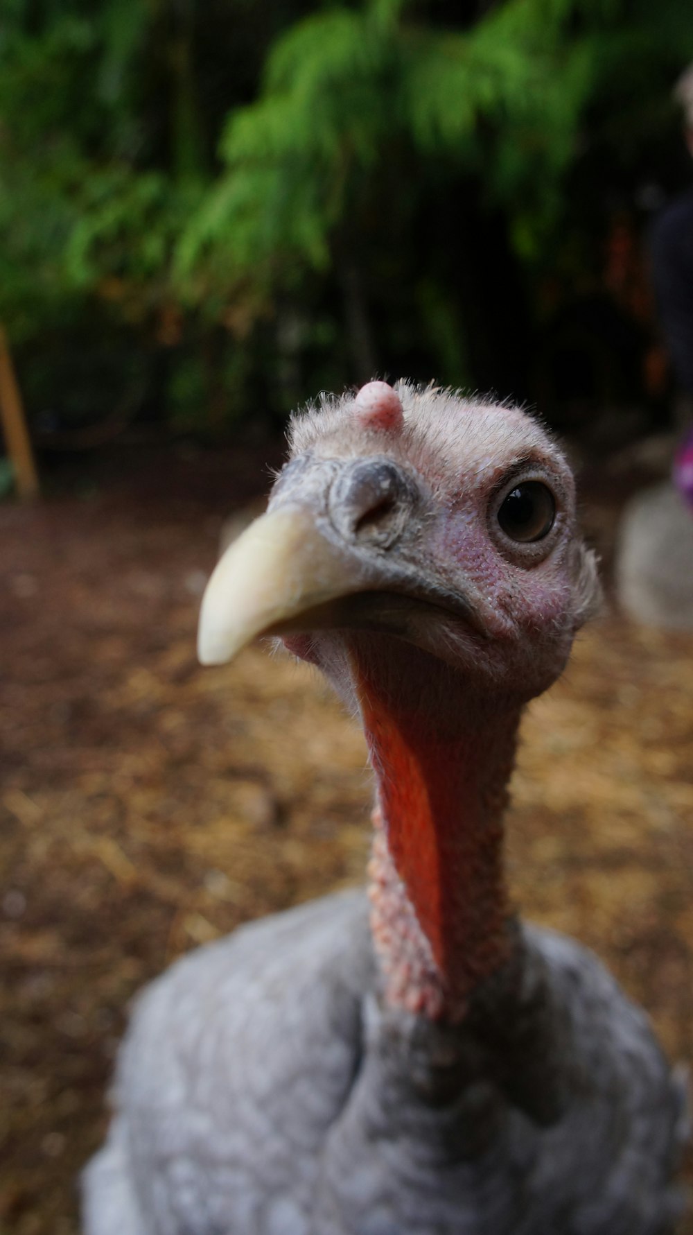 a close up of a turkey with a person in the background