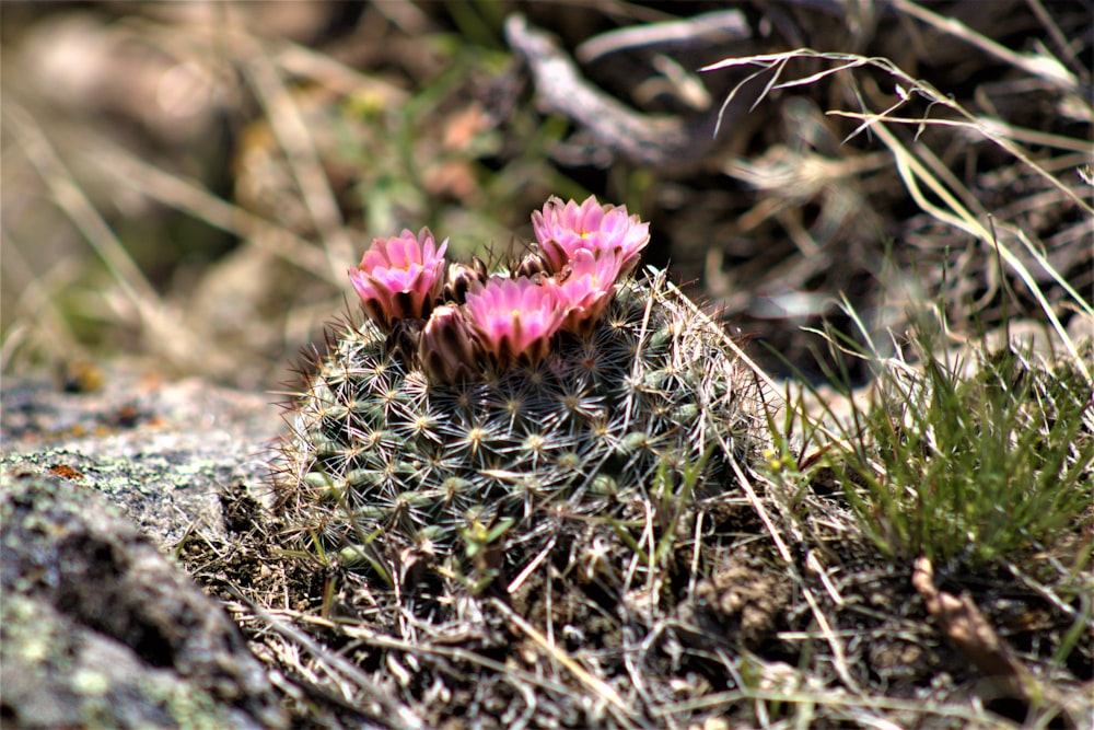 a small cactus with pink flowers growing out of it